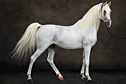 Tariq Dajani white horse image